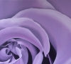 Lilac Rose