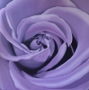 Lilac Rose