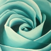 Aqua Rose