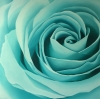 Aqua Rose