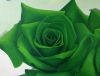 Green Roses