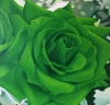 Green Roses