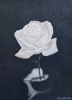 White Rose