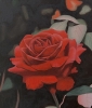 Single Red Rose