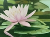 Water Lily