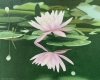 Water Lily