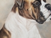 Boxer Expressions