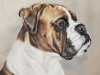 Boxer Expressions