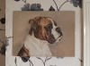 Boxer Expressions