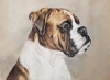 Boxer Expressions