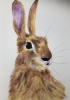 Hartley Hare