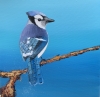 Young Blue Jay