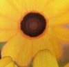 Black Eyed Susans