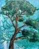 California pine