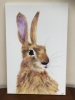 Hartley Hare