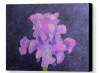 Classic Wine - purple iris flower