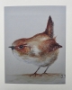 Jenny Wren