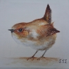 Jenny Wren