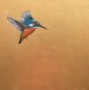 Flight of The Kingfisher ~ on Gold 