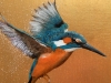 Flight of The Kingfisher ~ on Gold 