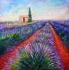 Lavender Fields