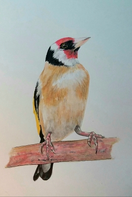 Bullfinch