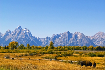 Grand Teton Bison