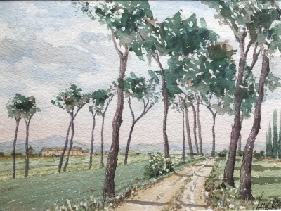 Umbrella pines at San Fatucchio, Umbria