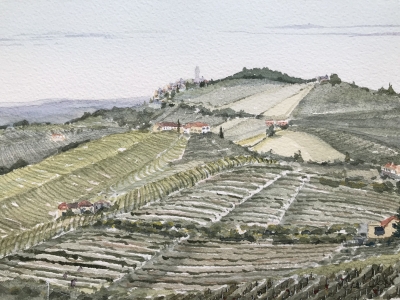 Italian vineyards