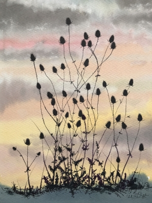 Teasels