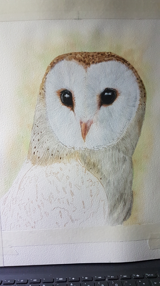 Barny the Barn Owl