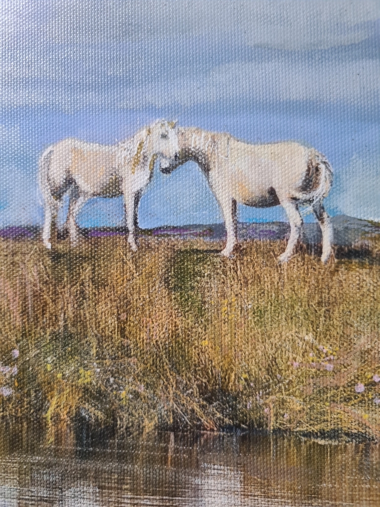 Ponies on the Longmynd 