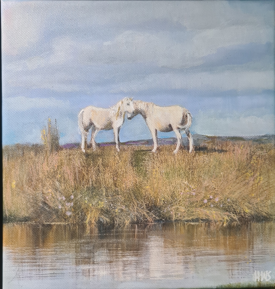 Ponies on the Longmynd 