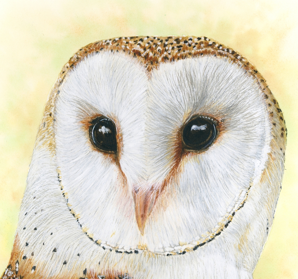 Barny the Barn Owl