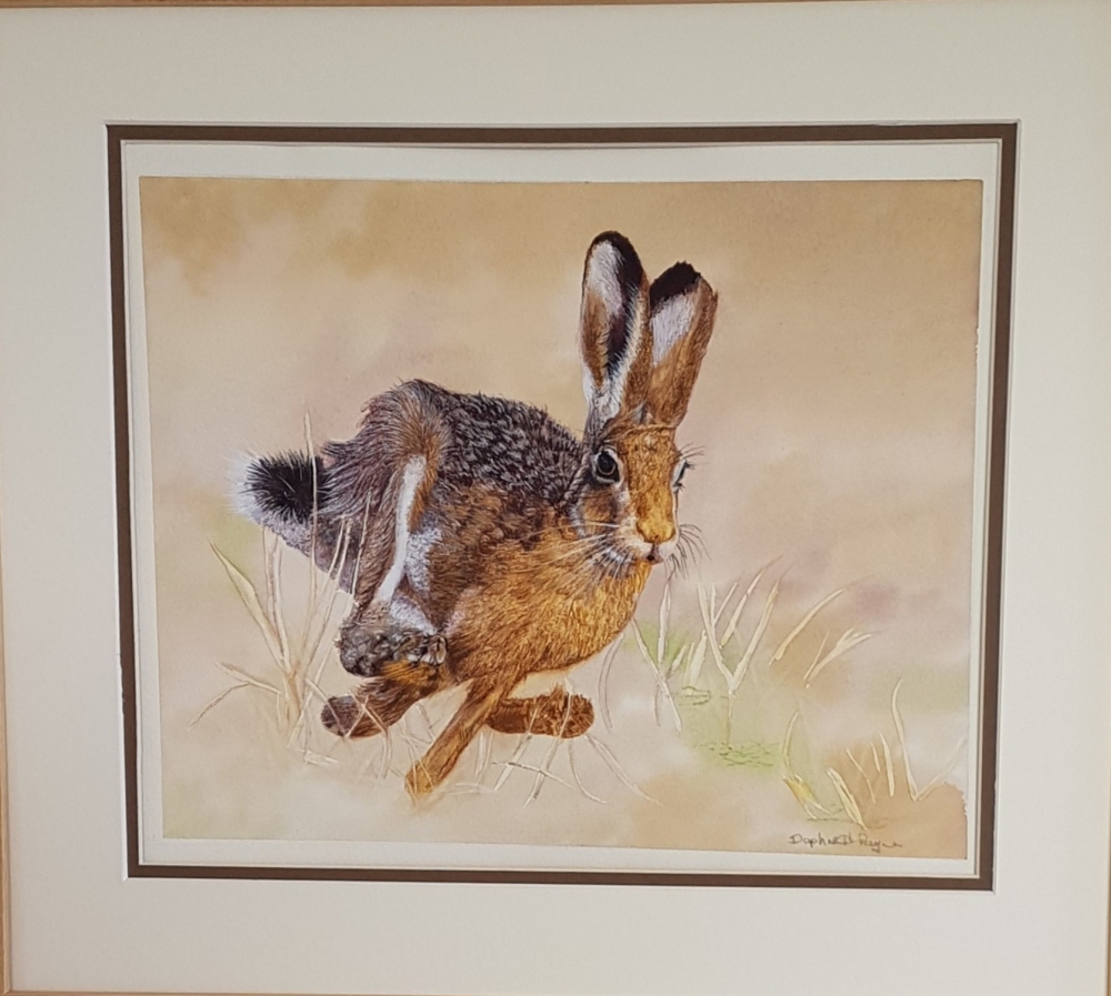 Startled Hare