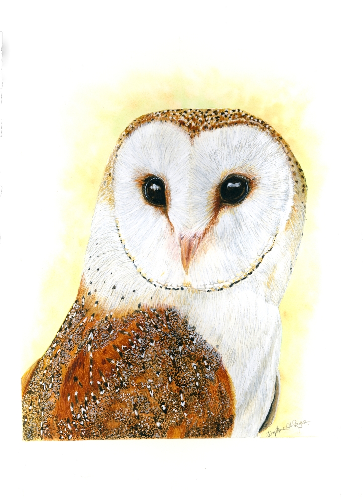 Barny the Barn Owl