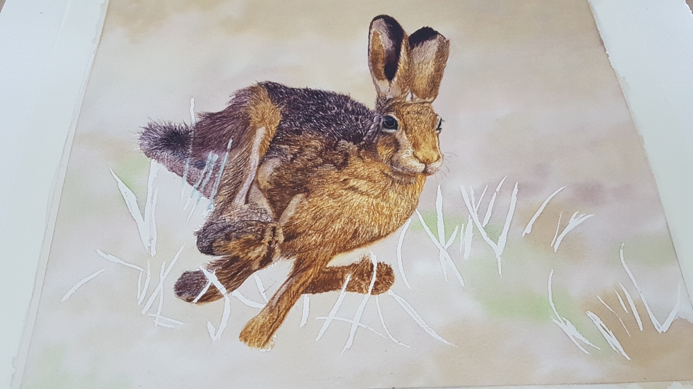 Startled Hare