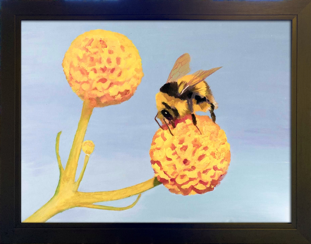 Bee on Orange ball flower 