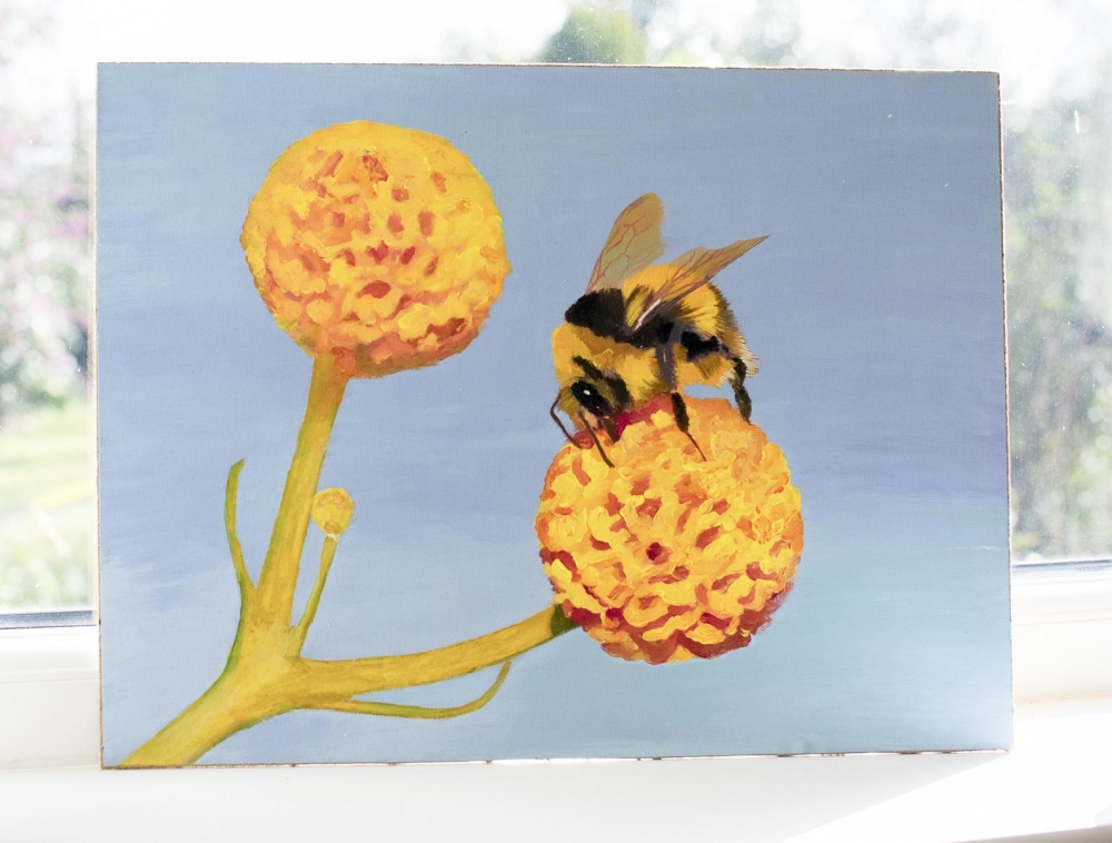 Bee on Orange ball flower 