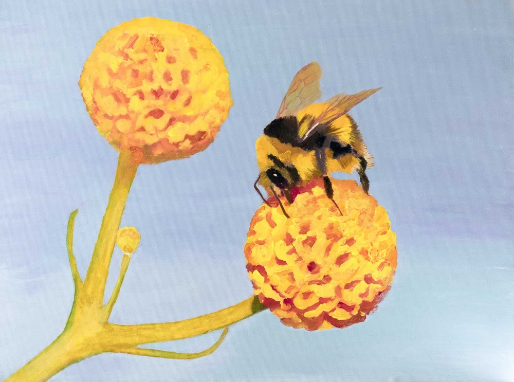 Bee on Orange ball flower 