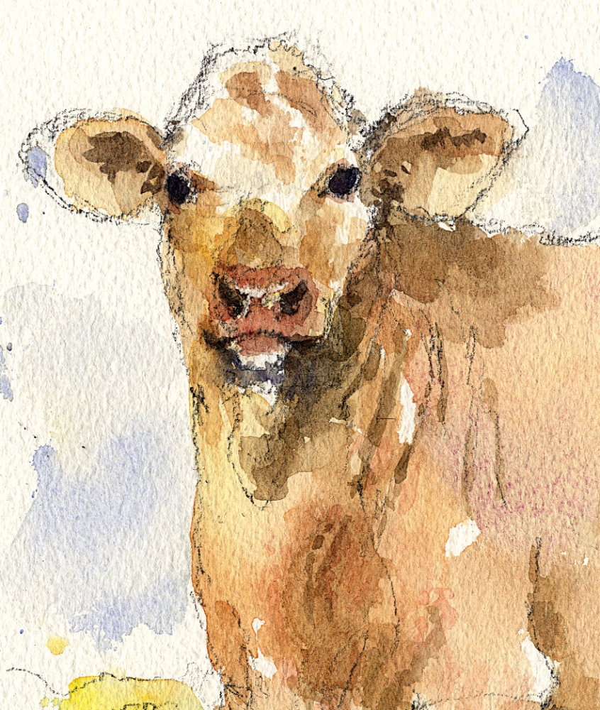 South Devon Calf