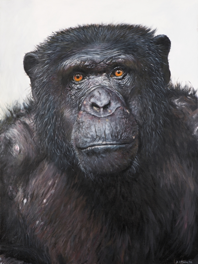 Chimpanzee