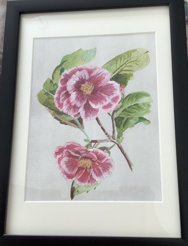 Camellia