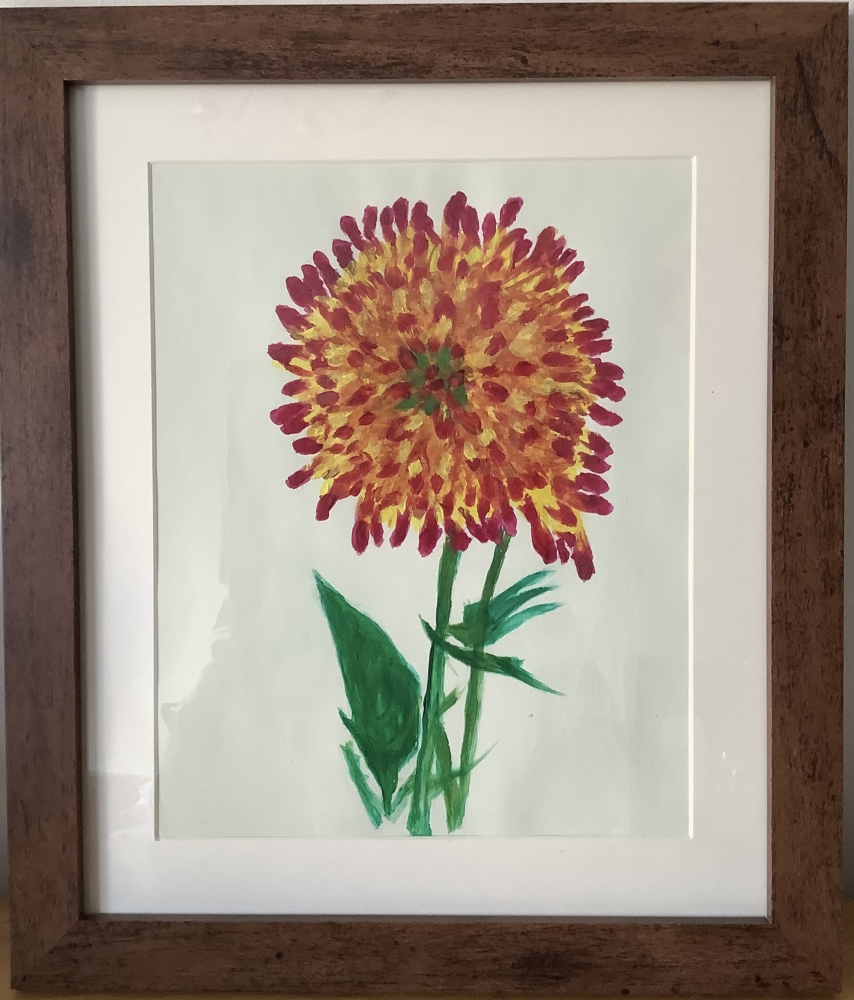 Chrysanthemum 