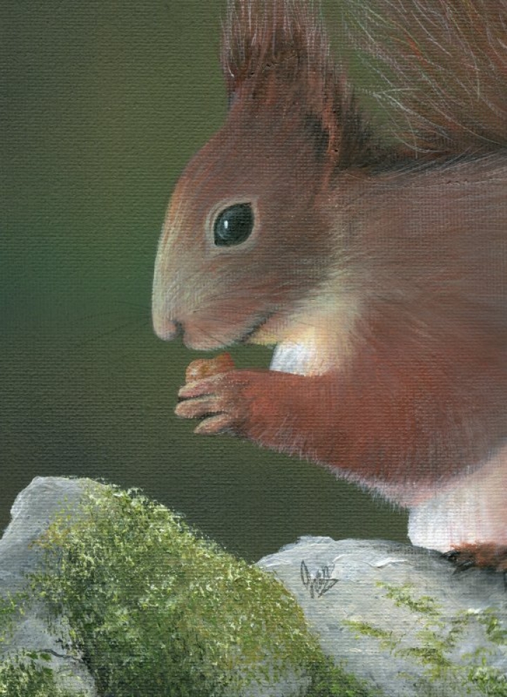Red Squirrel