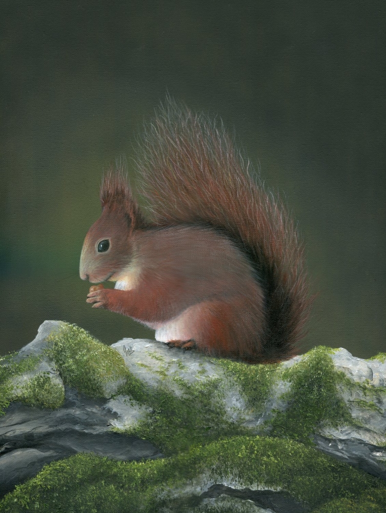 Red Squirrel