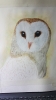 Barny the Barn Owl