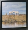 Ponies on the Longmynd 