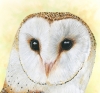 Barny the Barn Owl