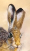 Startled Hare